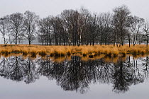 Reflections of winter trees in water, under classically grey winter skies, Oisterwijk, Netherlands, Europe. December 2006.