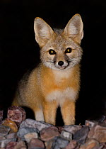 Kit Fox (Vulpes macrotis) portrait at night, Death Valley National Park, Califonia, USA.