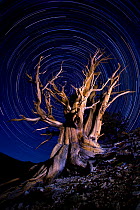 An ancient Bristlecone Pine tree (Pinus aristata) under a clear star-lit night sky with star trails, White Mountains, California, USA. July 2007.