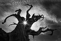 Ancient Bristlecone Pine tree (Pinus aristata) with sunlight shafts beaming through silhouetted gnarled branches, White Mountains, California, USA. July 2007.
