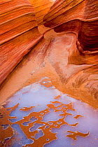 Winter ice, carved into intriguing shapes, acccentuates Arizona's famous sandstone Wave formation in the Coyote Buttes region of the Vermilion Cliffs. Arizona, USA, December 2007.