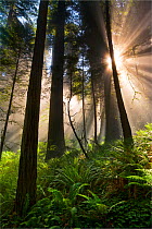Morning sun rays breaking through the tree trunks,  of Redwood National Park, California, USA. June 2008.