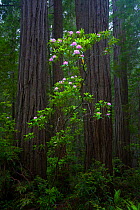 Trunks of Californian Redwood trees (Sequoia sempervirens) and blooming Rhododendron, Redwood National Park, Califorina, USA, June 2008.