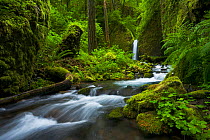 Colombia River Gorge, with green mosses and diverse array of vegetation in the surrounding forest, Spring, Oregon, USA, June 2008.