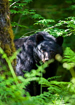 Black Bear (Ursus americanus) portrait, viewed through trees and forests ferns, Olympic National Park's Enchanted Valley, Washington, USA.