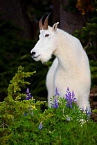 Rocky Mountain goat (Oreamnos americanus) head portrait, in wildflower meadow, Olympic National Park, Washington, USA.