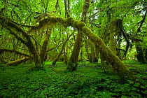 Maple trees (Acer) under a thick coating of the abundant mosses. In summer this climate is so moist the biomass density competes with that of true rainforests. Olympic National Park, Washington, USA,...