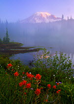 Early summer morning, clearing mist reveals Mt. Rainier, with summer alpine blooms on the shores of lake, Rainier National Park, Washington, USA, June 2008.