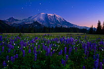 Twilight view of Mt. Rainier, under a clear night filled with stars, and alpine meadow of Lupins (Lupinus) in the foreground Mt. Rainer National Park, Washington, USA. August 2008. Double exposure.