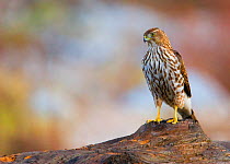 Juvenile Cooper's Hawk (Accipiter cooperii) standing among the autumn colours, Eaton Canyon, California, USA