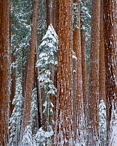 A winter blanket of snow covers Giant Redwood trees (Sequoia sempervirens)  Sequoia and King's Canyon National Park, California. December 2008.