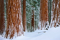 A grove of Giant Redwood trees (Sequoia sempervirens)  after snow storm. Sequoia and King's Canyon National Park, California. December 2008.