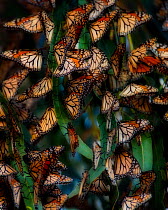 Monarch Butterflies (Danaus plexippus) roosting in winter in dense groups, Southern California, USA