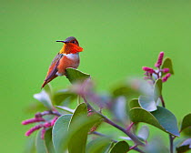 Rufous Hummingbird (Selasphorus rufus) male with orange-red throat patch exposed,  Pasadena, California, USA.