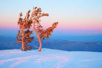 Two Limber Pine trees (Pinus flexilis) lit by the low sun, over the snow covered summit of Telescope Peak from the Charcoal Kilns, with desert landscape beyond, Death Valley National Park. California,...