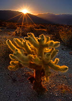 Cholla cactus (Opuntia) backlit by setting sun, Anza Borrego State Park. California, USA. April 2009.