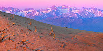 Dead stumps of Bristlecone Pine trees (Pinus aristata) with snow capped White Mountains beyond, California, USA. June 2009.
