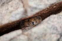 Pika (Ochotona genus) portrait peering from within granite cleft, Rawah Wilderness area, Colorado, USA