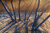 These burned trees were victims of the arson caused station fire near Los Angeles. Southern California, USA, September 2009.