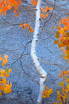 Autumn colours of Aspen tree (Populus tremula) Sierra Nevada, California, USA. September 2009