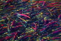 Kokanee Salmon (Oncorhynchus nerka) on Autumn migration up Taylor Creek from Lake Tahoe, California, USA.