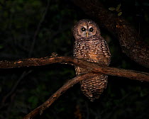 Spotted Owl (Strix occidentalis) surveying the ground from its perch, at night, San Gabriel Mountains, Southern California, USA.