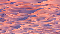 Sand dunes reflecting pink and orange glowing colours from the sky at sunset. Death Valley National Park, California, USA. November 2009. Highly Commended in the Veolia Environnement Wildlife Photoga...