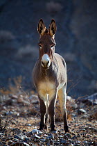 Wild Burro (Equus asinus) portrait standing in a remote canyon in Panamint Valley, Death Valley National Park, California, USA. December 2009.