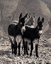 Wild Burros (Equus asinus) group portrait standing in a remote canyon in Panamint Valley, Death Valley National Park, California, USA. December 2009.