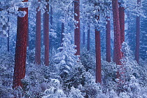Ponderosa pine (Pinus ponderosa) grove at twilight under a heavy snowfall, Deschutes National Forest, Oregon, USA. December 2009