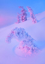 Dawn casts reflected pink light on snow covered, frozen trees, Drake Peak,  Warner Range, Oregon, USA. January 2010.