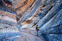 A hiker walking through impressive structures found in Death Valley's Fall canyon, California, USA, January 2010.