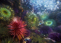 Giant Red Sea Urchins (Strongylocentrotus franciscanus) Purple sea urchins (Strongylocentrotus purpuratus) and Sea Anenomes  (Anthopleura) underwater, in tide pools along Californian coastline, USA.