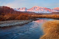 Dawn along the Owens River, a popular fishing destination. In the distance Mount Tom, Basin Mountain, and Mount Humphreys (right to left) under a heavy winter blanket of snow. Bishop, California, USA....