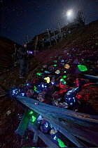 A rock collector explores piles of fluorescent minerals found in the tailings of the Pacific Tungsten Mine near Darwin, California. The bright colours are caused by fluorescence excited by a shortwave...