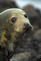 Portrait of Grey seal (Halichoerus grypus) female, in winter, Scotland, UK