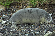 Portrait of Grey seal (Halichoerus grypus) pup in winter, Scotland, UK