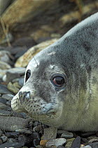 Portrait of Grey seal (Halichoerus grypus) pup, who has been washed ashore, winter, Scotland, UK