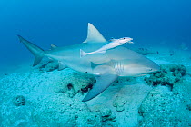 Bull shark (Carcharhinus leucas) female in seasonal breeding aggregation with Sharksucker (Echeneis naucrates) Playa del Carmen, Cancun, Quintana Roo, Yucatan Peninsula, Mexico (Caribbean Sea)