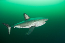Salmon shark (Lamna ditropis) female with mating scar on side and copepod parasites streaming from fins, Port Fidalgo, Prince William Sound, Alaska, USA