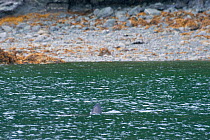 Salmon shark (Lamna ditropis) finning at surface (swimming in circles with dorsal fin exposed) in the rain, Port Fidalgo, Prince William Sound, Alaska, USA