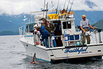 Charter recreational fishing boat brings in a Salmon shark (Lamna ditropis) Port Fidalgo, Prince William Sound, Alaska, USA. July 2010.