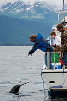 Charter recreational fishing boat brings in a Salmon shark (Lamna ditropis) Port Fidalgo, Prince William Sound, Alaska, USA. July 2010