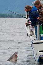 Charter recreational fishing boat brings in a Salmon shark (Lamna ditropis) Port Fidalgo, Prince William Sound, Alaska, USA. July 2010