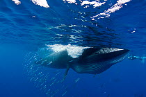 Bryde's whale (Balaenoptera brydei / edeni) feeding on baitball of Sardines (Sardinops sagax) off Baja California, Mexico, Eastern Pacific Ocean. 4 in sequence of 5