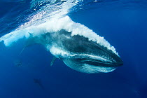 Bryde's whale (Balaenoptera brydei / edeni) expelling air and water from mouth through baleen plates after engulfing part of a baitball of Sardines, Sardinops sagax, off Baja California, Mexico (Easte...