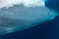 Close up of throat pleats, navel, genital and anal openings, and mammary slit of Bryde's whale (Balaenoptera brydei /edeni) as it passes photographer as it charges through a small school of Sardines,...