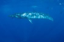 Bryde's whale (Balaenoptera brydei / edeni) with California sea lions and Striped marlin, off Baja California, Mexico (Eastern Pacific Ocean)
