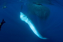 Bryde's whale (Balaenoptera brydei / edeni) with California sea lions and Striped marlin, feeding on mixed baitball of Sardines and Pacific chub mackerel (Scomber japonicus) off Baja California, Mexic...