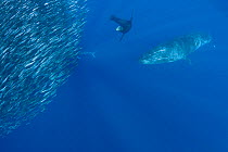 Bryde's whale (Balaenoptera brydei / edeni) with California sea lions and Striped marlin, feeding on mixed baitball of Sardines and Pacific chub mackerel (Scomber japonicus) off Baja California, Mexic...